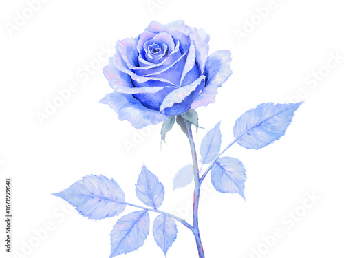 blue rose isolated on white background