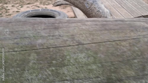 Wallpaper Mural Goat grazing inside wooden pen at rural village farmyard. Torontodigital.ca