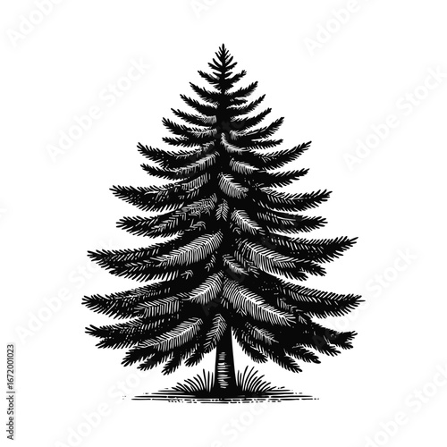 Black and White Pine Tree Illustration in Vintage Woodcut Engraving Style