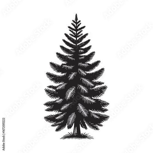 Detailed Spruce Fir Tree Engraving Vector Illustration Isolated on White