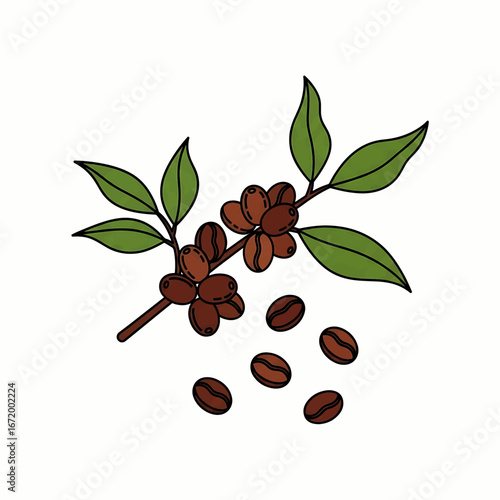 Coffee plant branch with berries and beans illustration on white background.