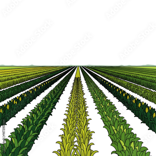 Illustration of agricultural fields with rows of crops stretching to the horizon.