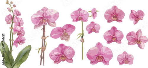 orchid watercolor clipart 