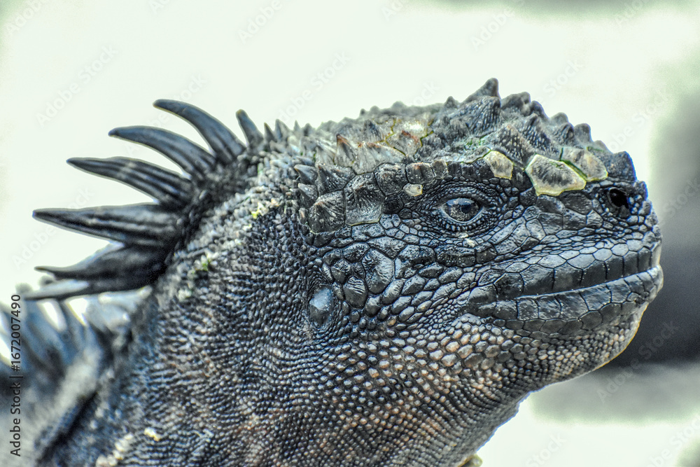 Obraz premium Animal species of the Galapagos Islands