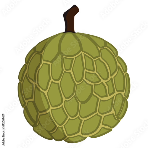 custard apple vector illustration drawing.