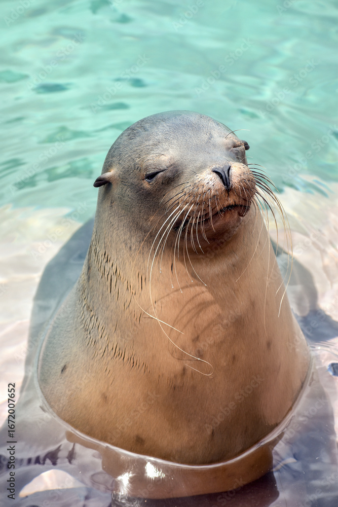 Obraz premium Animal species of the Galapagos Islands