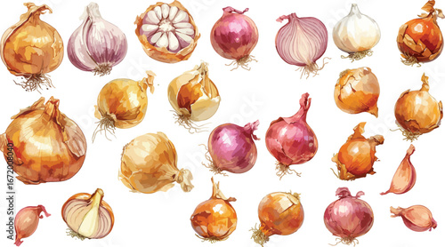 onion watercolor clipart 