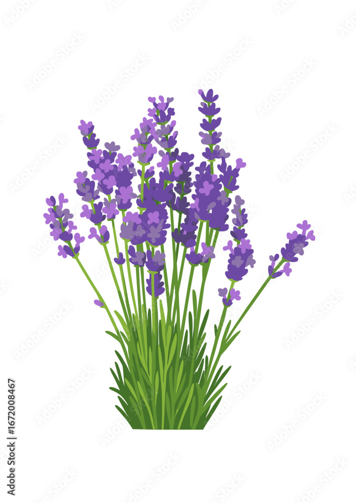 Fototapeta premium Lavender Flowers