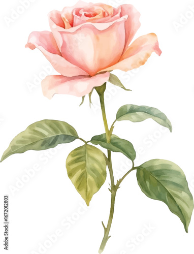 Vector art of a delicate watercolor painting of a single, fully bloomed pale pink rose with a long green stem and several leaves, isolated on a