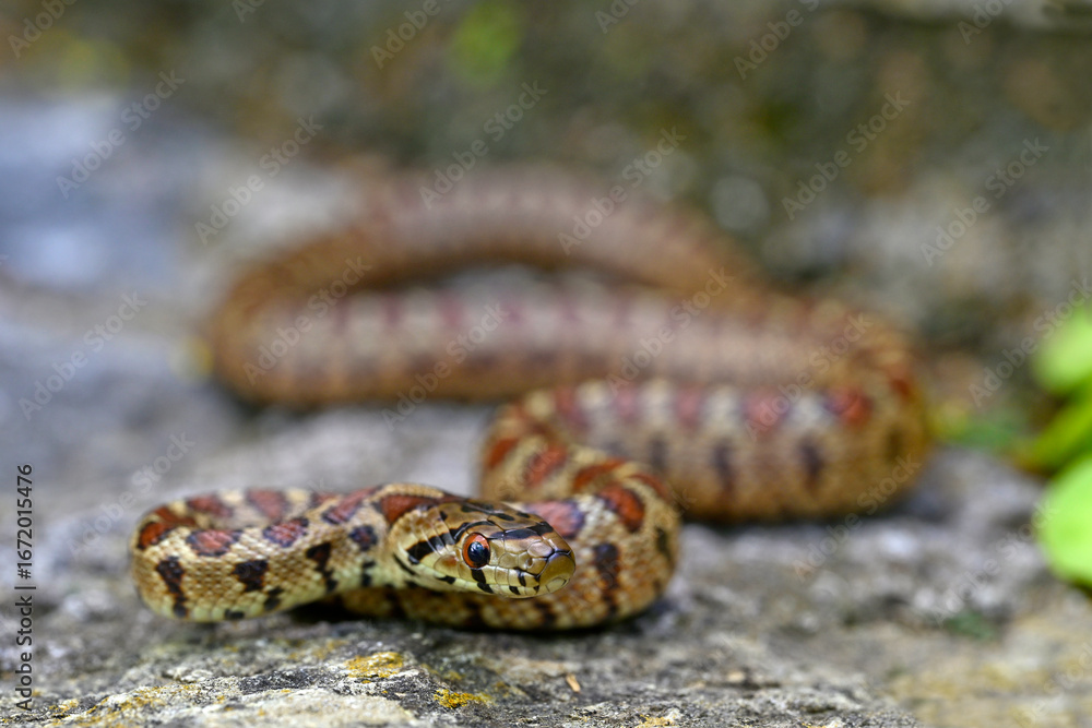 Obraz premium Leopardnatter // Leopard snake, European ratsnake (Zamenis situla) - Mani, Peloponnes, Griechenland