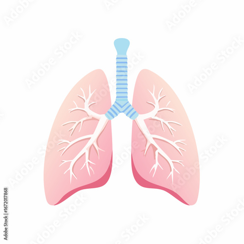 Stylized Vector Illustration of Healthy Human Lungs in Flat Infographic Style, Featuring Pastel Pink and Blue Hues on White Background for Medical Concepts