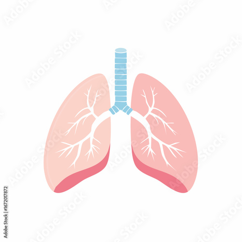 Human Lungs A Simplified Vector Illustration for Educational and Medical Use