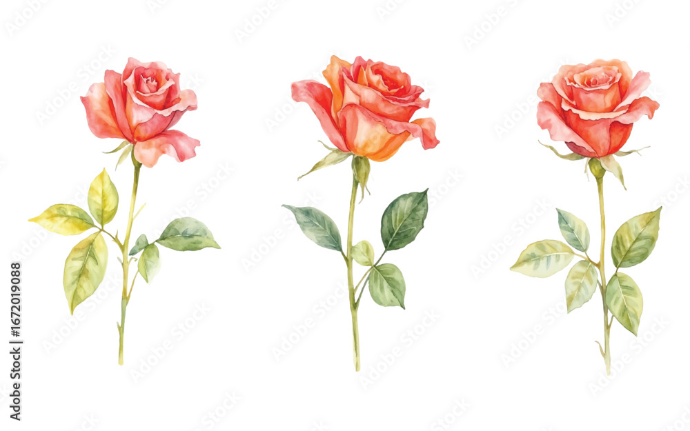Obraz premium Vector art of three watercolor illustrations of coral roses with green leaves and stems, , showcasing delicate petals and natural beauty