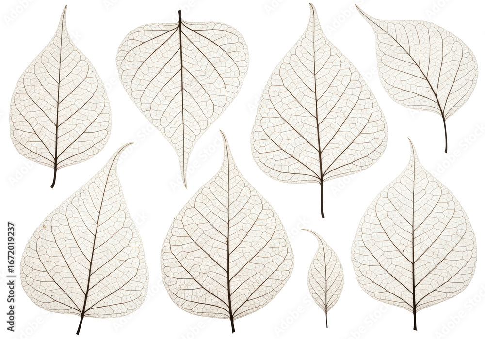 Fototapeta premium Five to seven pale sepia-toned dried leaves, brittle with skeletal venation & crinkled texture, flat lay on white, soft studio light, concept of scientific observation and natural beauty