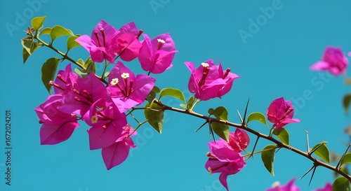 Flores rosas vibrantes florecen;