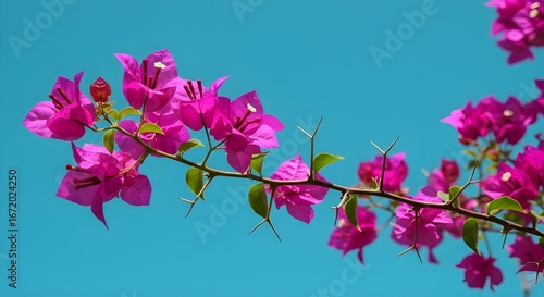 Flores rosas vibrantes florecen;