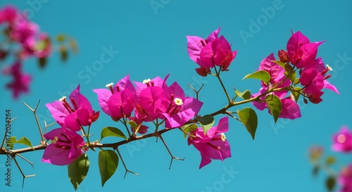 Flores rosas vibrantes florecen;