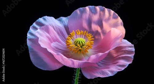 Póster gráfico de flores colorido Fondo PPT, fondo de fondo de pantalla de computadora de flores abstracta