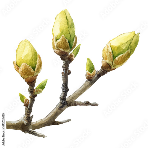 Spring Buds, watercolor vector, isolated on a white background.
