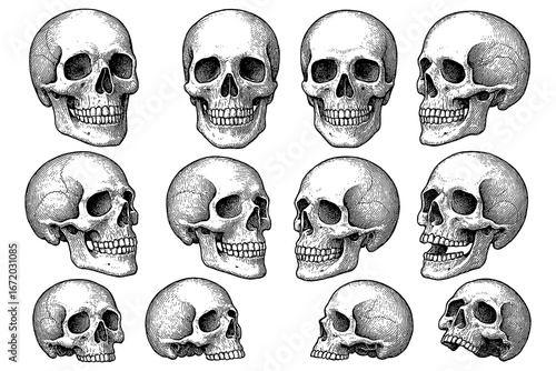 Human skull illustrations in vintage engraving style, Transparent Background