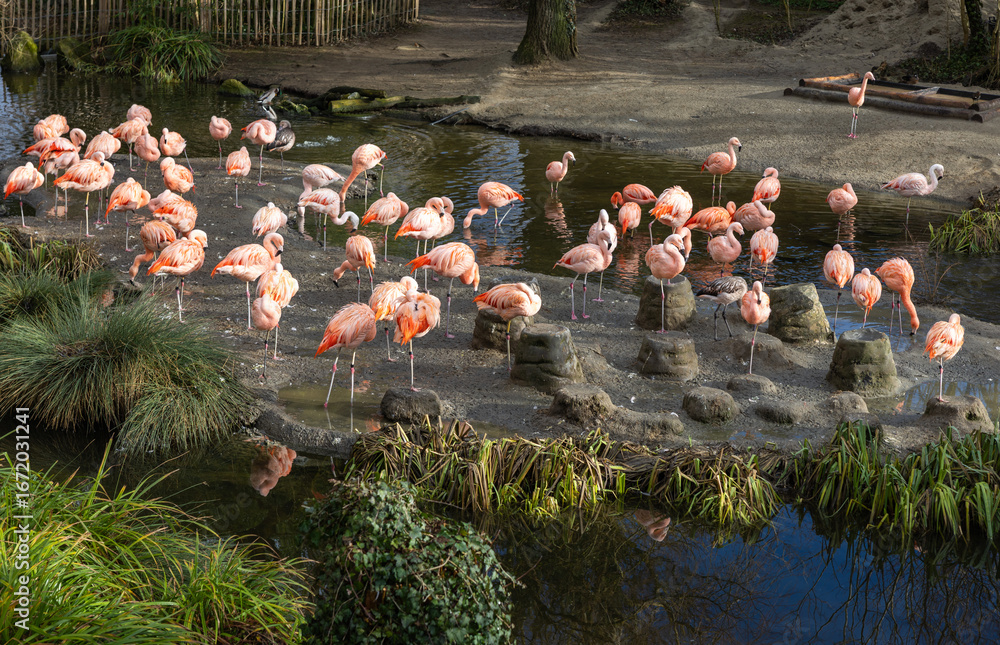 Naklejka premium Flamingos Zoo Zürich