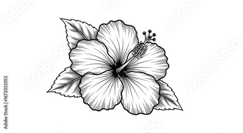 Exquisite monochromatic depiction of hibiscus flower with detailed line work and botanical