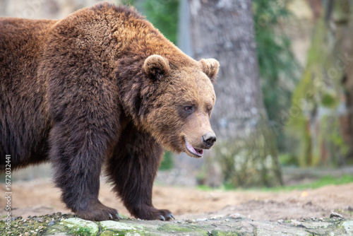 Wallpaper Mural Braunbär im Zoo Torontodigital.ca