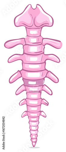 Pink spine anatomy illustration of a human or animal spine with vertebrae and spinal cord