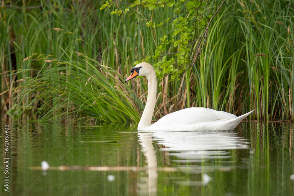 Fototapeta premium Schwan in Brandenburg,
