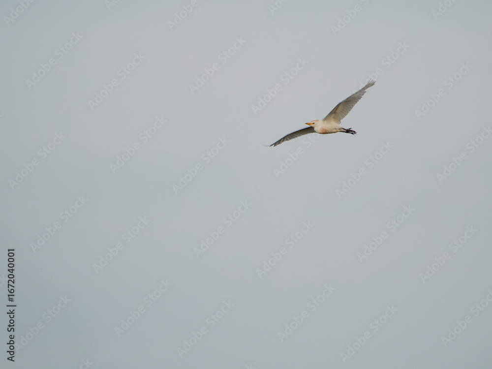 Fototapeta premium seagull flying in the sky