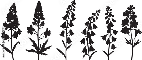 Elegant black silhouette of delphinium flowers in a row on a white background