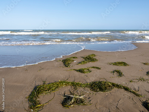 Algae in the sand of the beach. Ecosystems pollution.