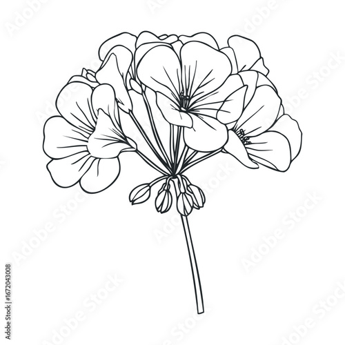 Elegant floral design with geranium flowers for various uses. Vector illustration