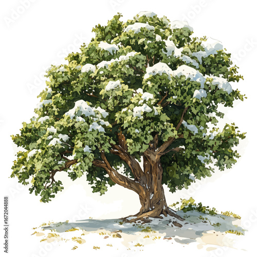Snow-capped Tree, watercolor clipart vector, isolated on a white background.