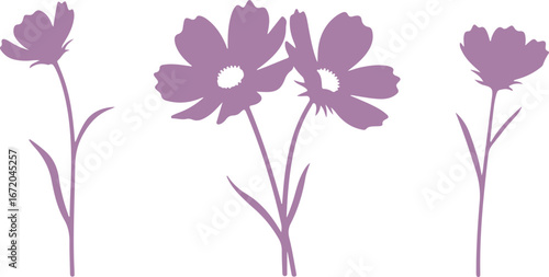 Delicate purple cosmos flowers silhouetted against a clean white background for a gentle aesthetic