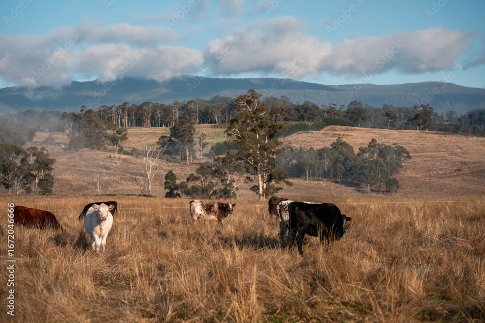 Obraz premium beautiful cattle in Australia eating grass, grazing on pasture. Herd of cows free range beef being regenerative raised on an agricultural farm. Sustainable farming