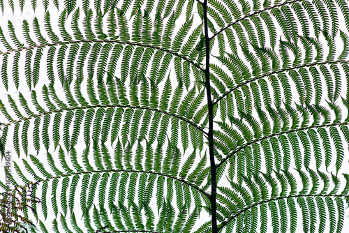 Image of a fern leaf on a white background