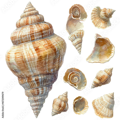 Seashell Collection, watercolor painting vector, isolated on a white background.