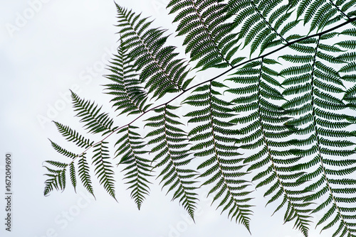 Image of a fern leaf on a white background