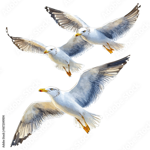 Seagulls Flying, watercolor illustration vector, isolated on a white background.