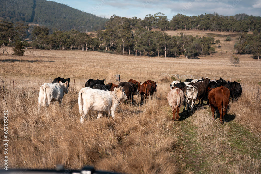 Obraz premium beautiful cattle in Australia eating grass, grazing on pasture. Herd of cows free range beef being regenerative raised on an agricultural farm. Sustainable farming