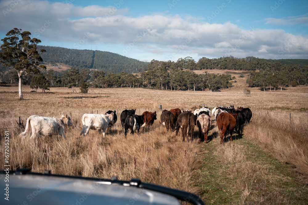 Obraz premium beautiful cattle in Australia eating grass, grazing on pasture. Herd of cows free range beef being regenerative raised on an agricultural farm. Sustainable farming