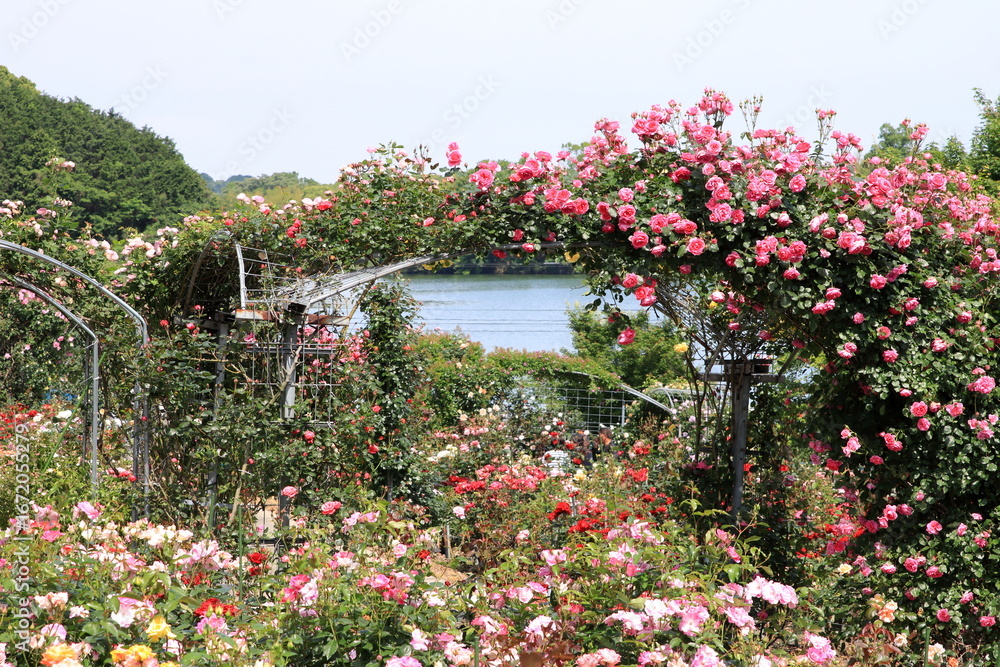 Fototapeta premium 満開のバラ園