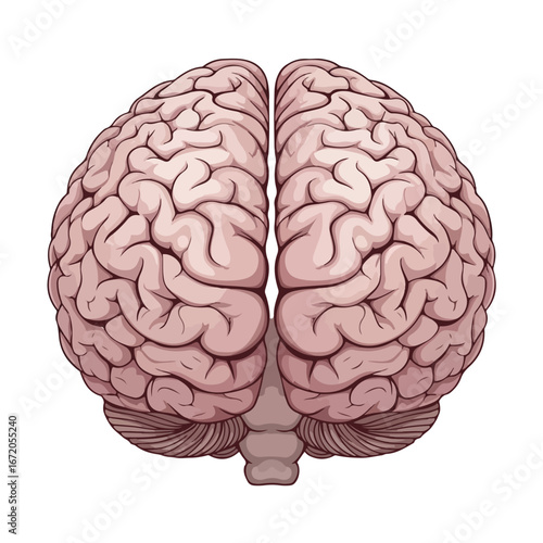 Anatomical Illustration of a Human Brain Top View - Vector Human Organs