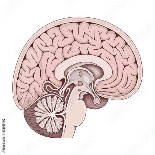 Vector Human Brain Anatomy Sagittal View Detailed Illustration - Vector Human Organs 