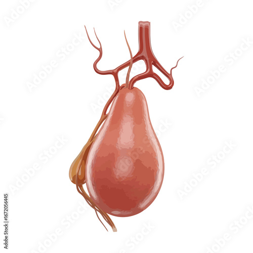 Human Gallbladder Anatomy Illustration – Medical Organ Vector Isolated on White Background