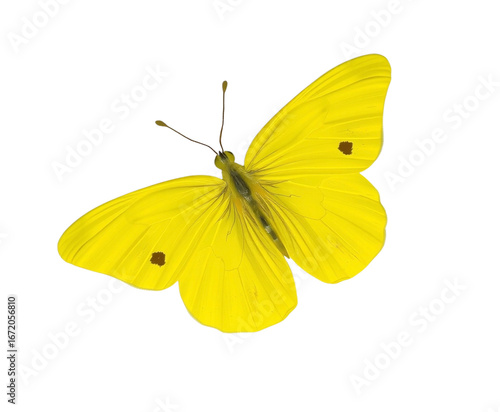Bright Yellow Butterfly Isolated on Transparent Background
