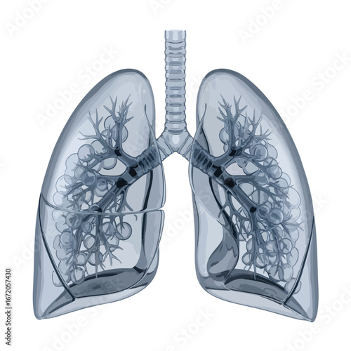 High-Resolution Transparent Human Lungs with Bronchial Tree and Alveoli – Medical Anatomy for Education and Healthcare