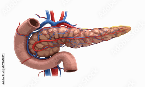 High-Resolution 3D Medical Illustration of the Pancreas and Duodenum – Detailed Anatomy for Digestive System Learning and Healthcare