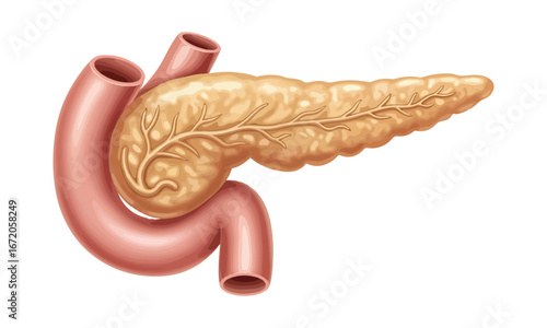 High-Resolution 3D Pancreas Anatomy with Duodenum – Medical Illustration for Digestive System Education
